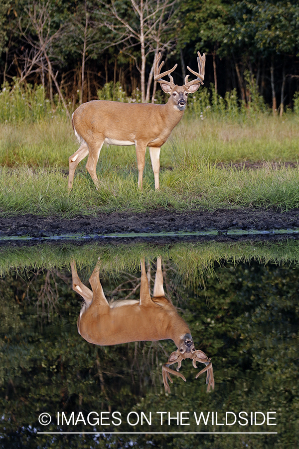 White-tailed Buck in Velvet by spring.