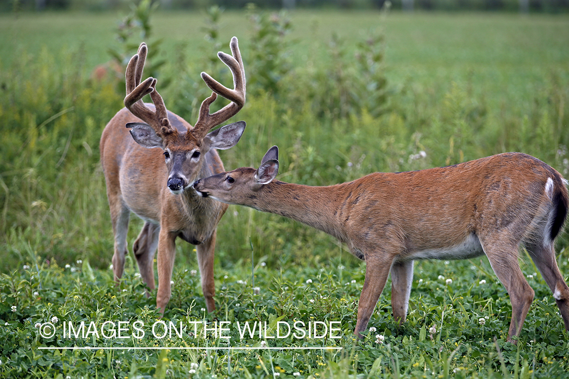 White-tailed buck and doe in meadow.