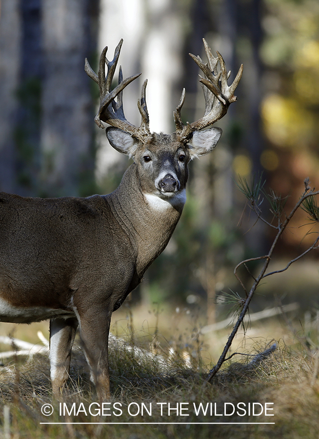 White-tailed buck in woods.