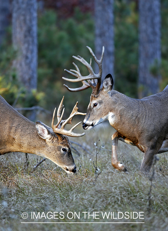 Two white-tailed bucks sparring.