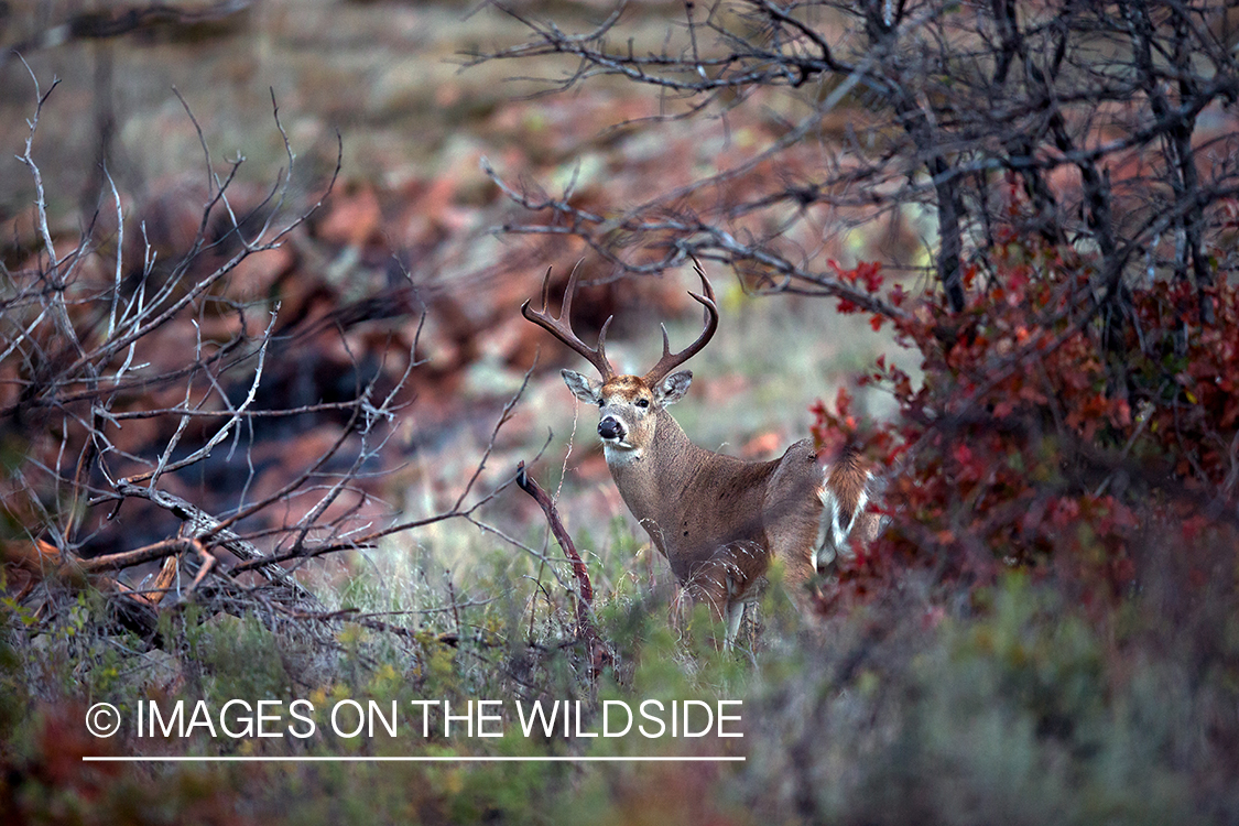 White-tailed buck in habitat.