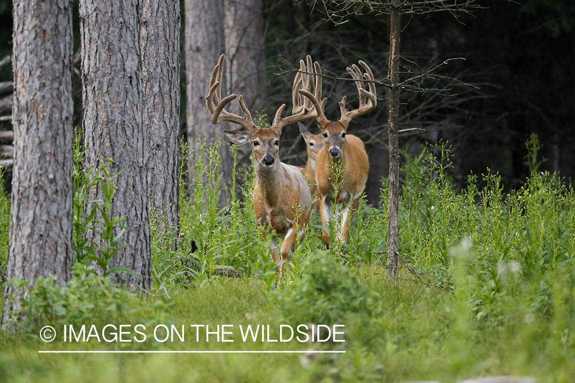 White-tailed buck in velvet.