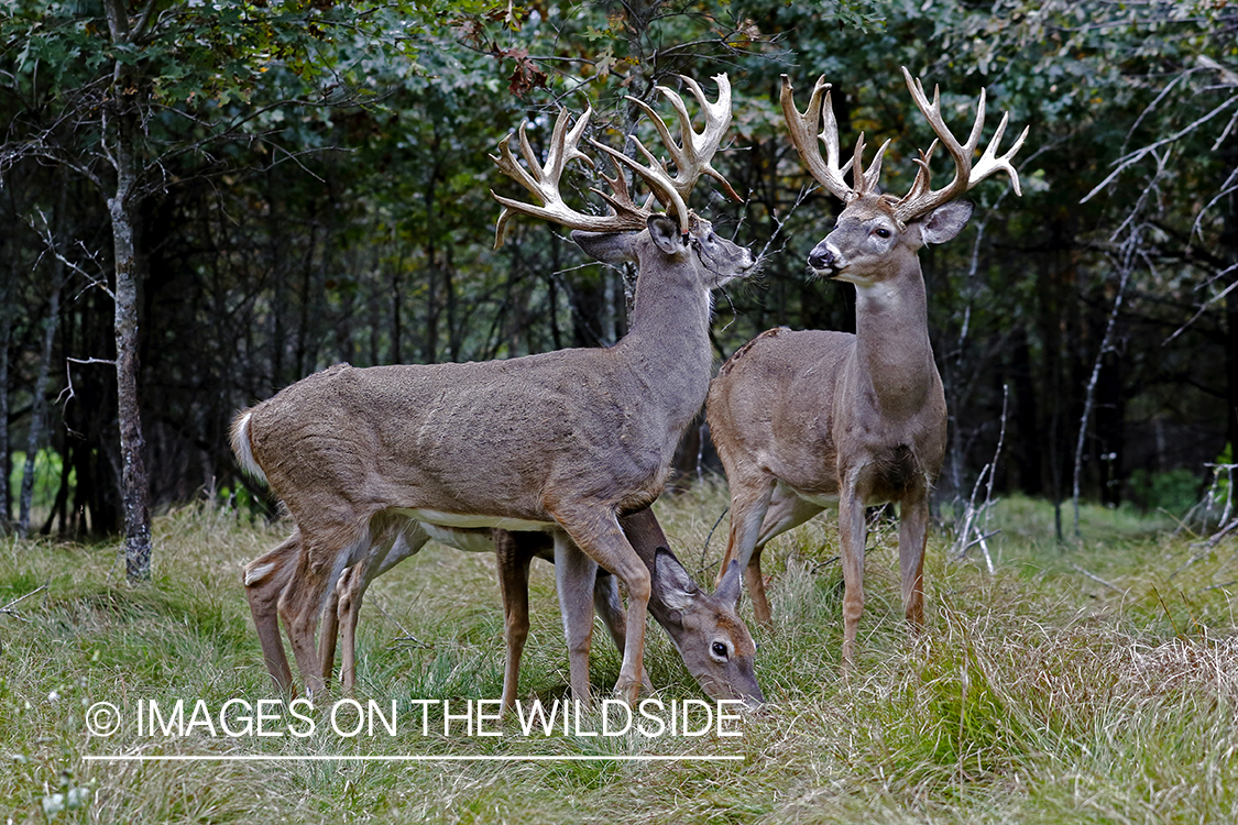 White-tailed buck in field.