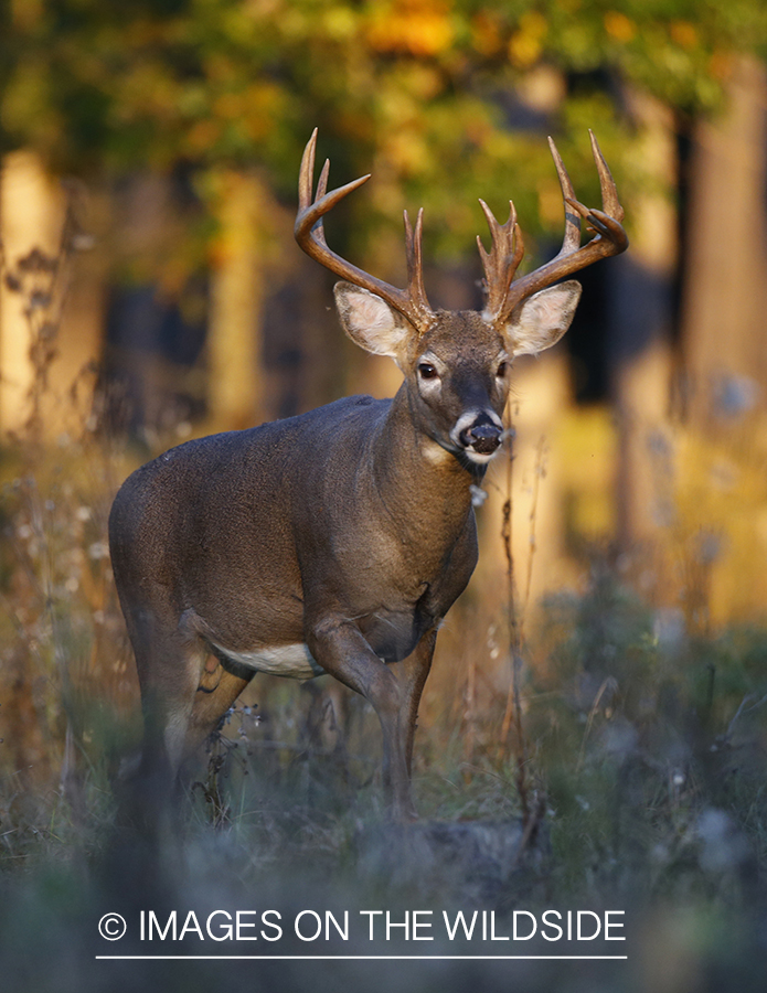 White-tailed buck in field.