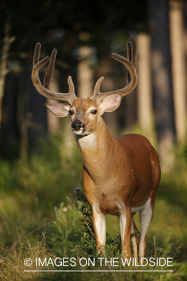 White-tailed buck in field.