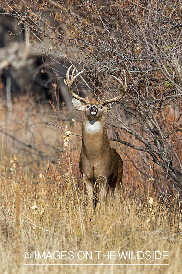 White-tailed buck making scrape.