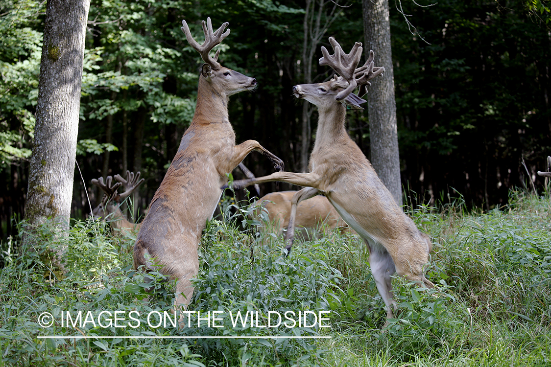 White-tailed bucks in Velvet fighting.