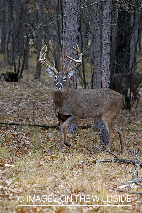 White-tailed buck in the rut.