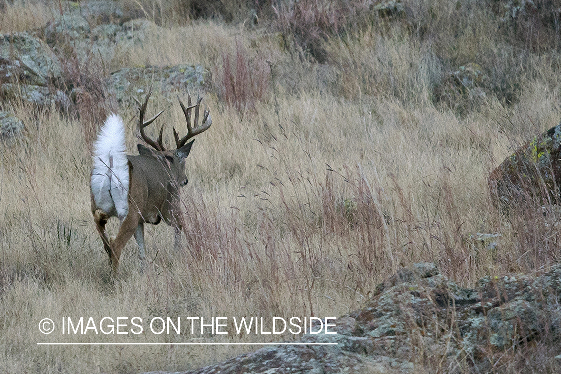 White-tailed buck in field.