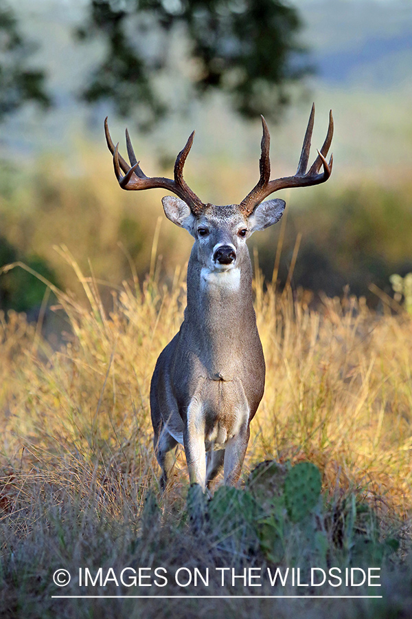 White-tailed buck in the Rut.