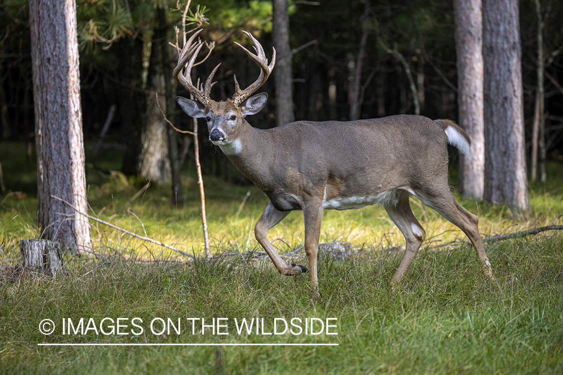 White-tailed buck in field.