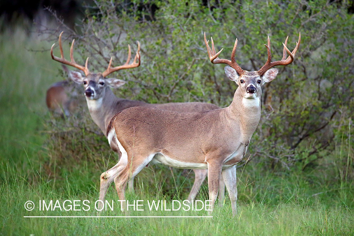 White-tailed bucks in field.