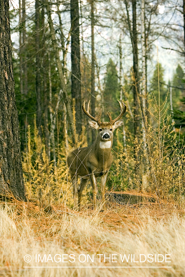 White-tailed deer in habitat