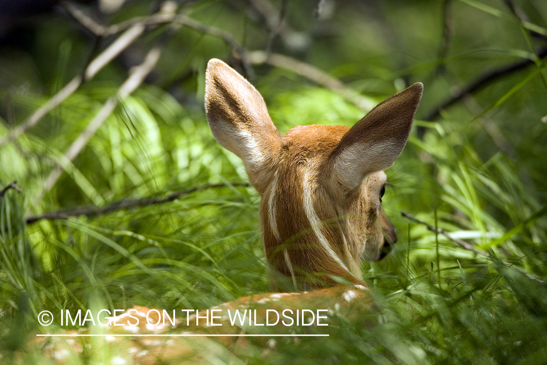 White-tailed fawn in habitat