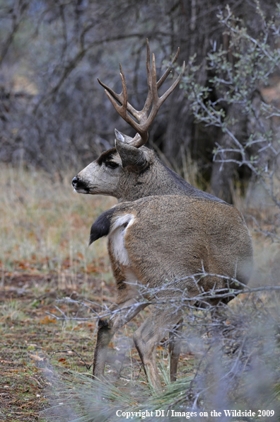 Blacktail buck in habitat.