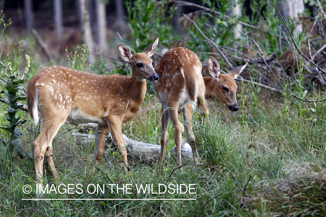 White-tailed fawns in habitat. 