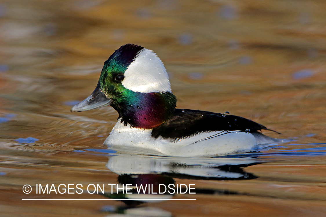 Bufflehead Drake on water.