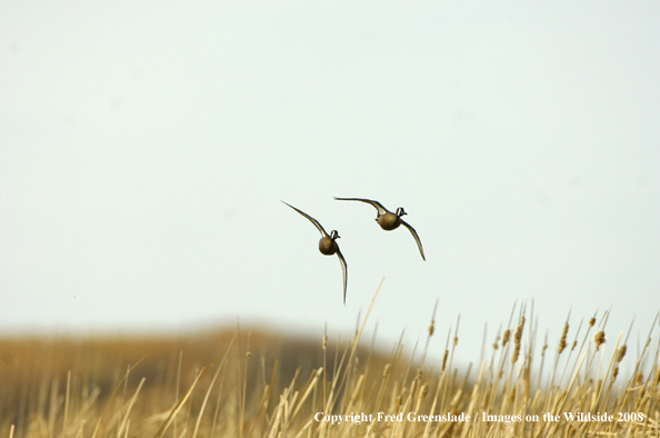 Blue-winged teal ducks in flight