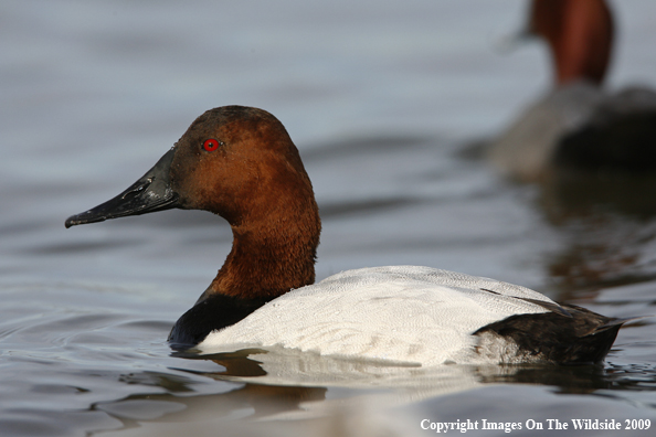 Canvasback Drake