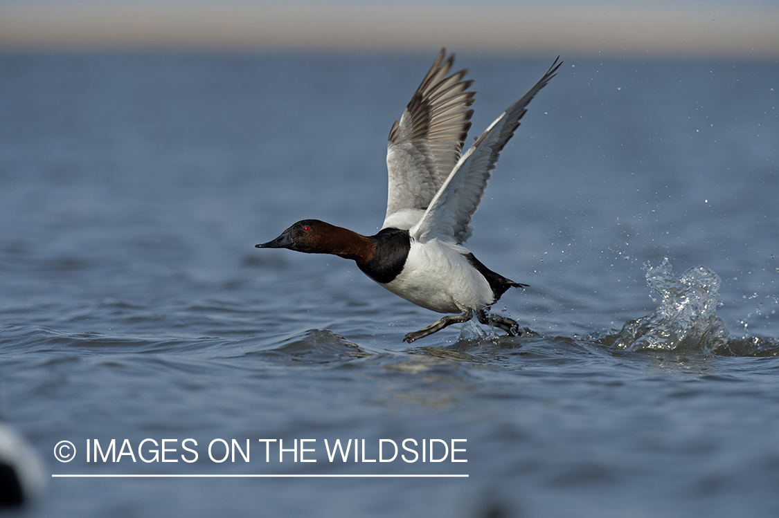 Canvasback in flight.