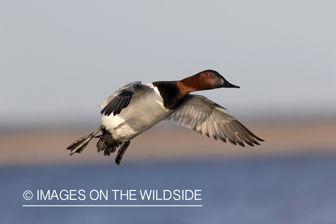 Canvasback drake in flight.