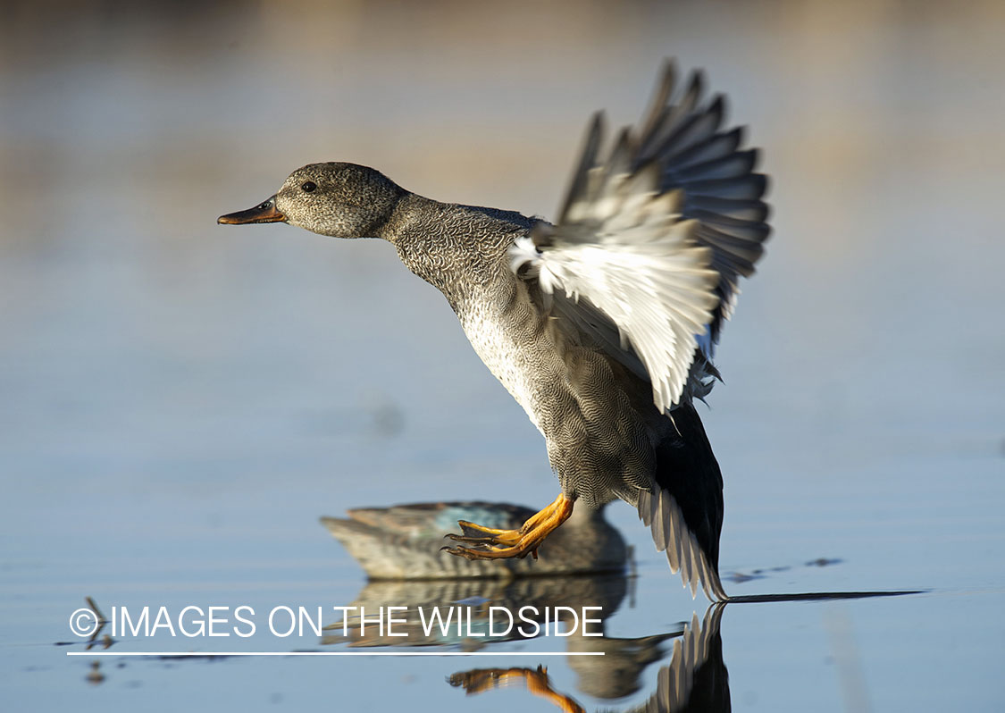 Gadwall duck landing.