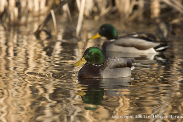 Mallards on pond.