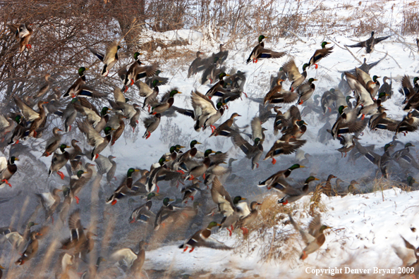 Mallard Ducks/Flock