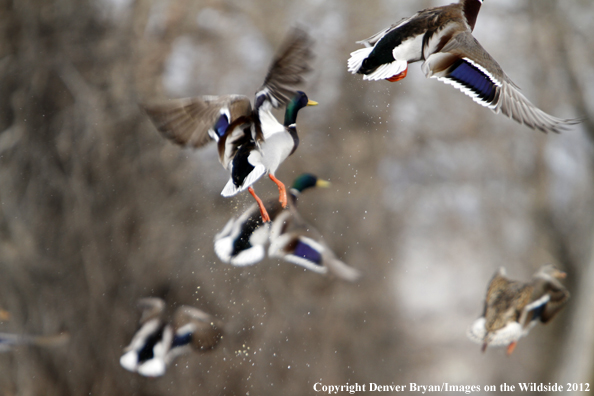 Mallards in flight. 