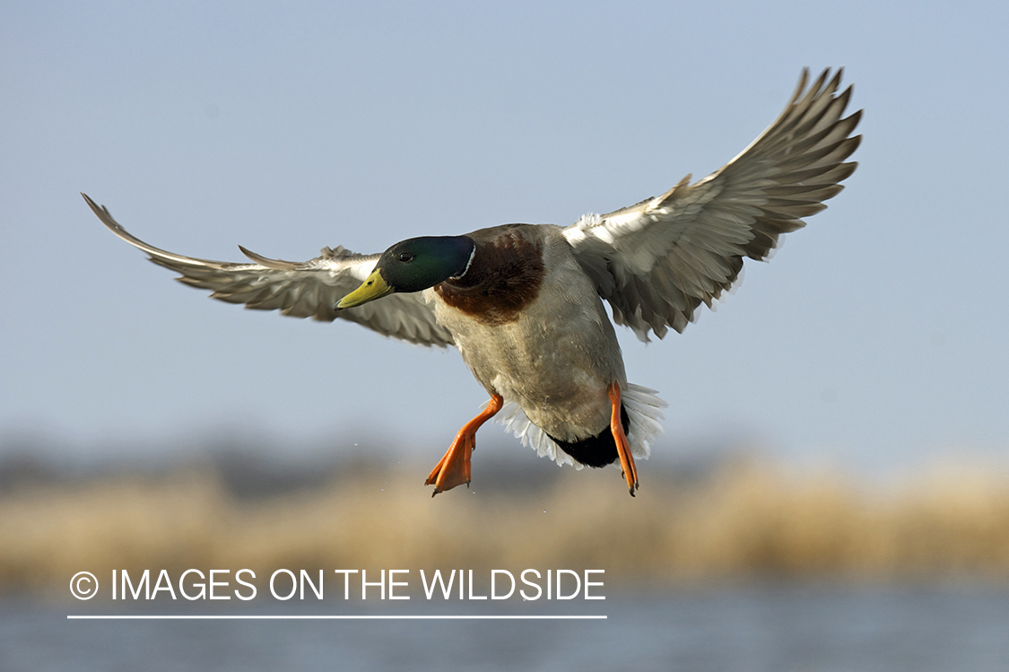 Mallard duck in flight.