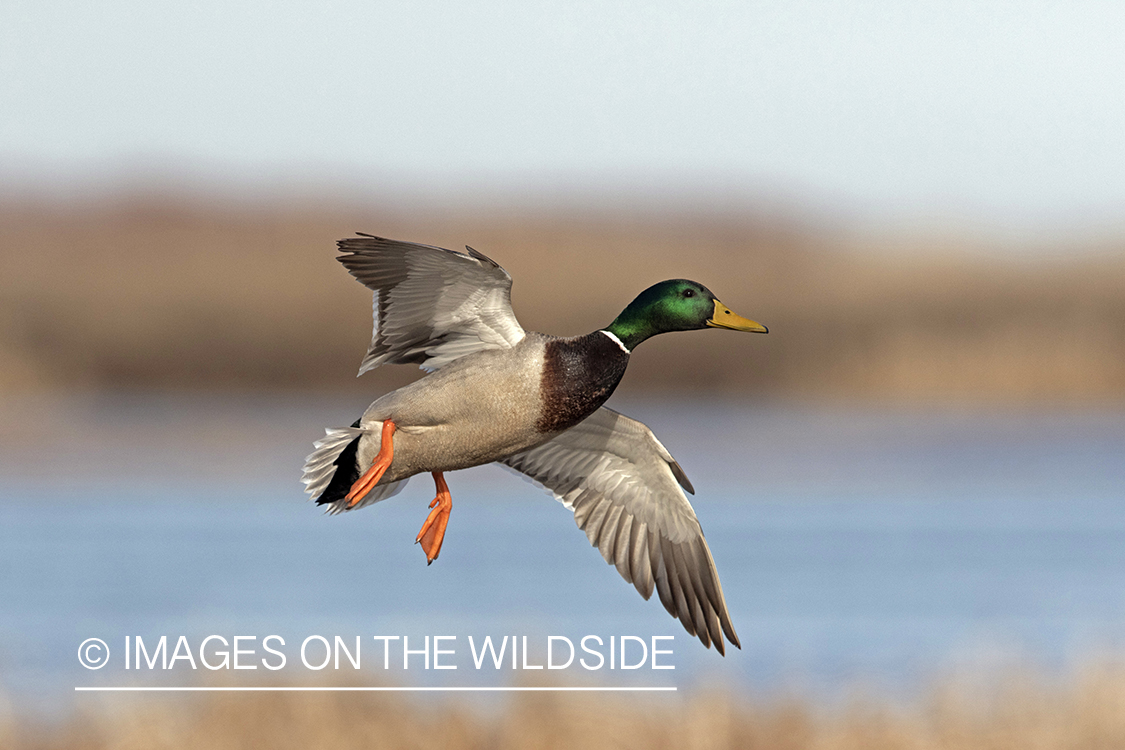 Mallard drake in flight.