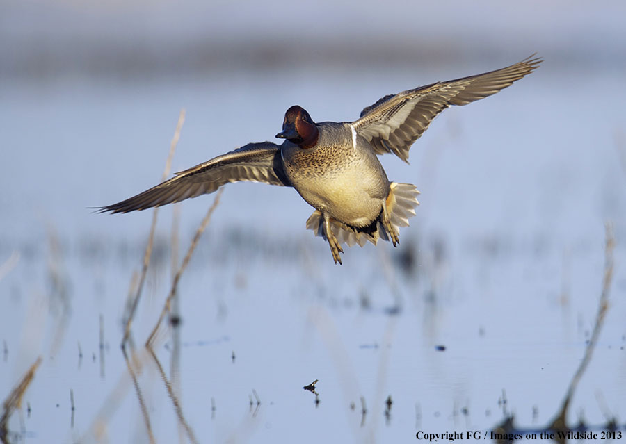 Green-winged teal in flight.