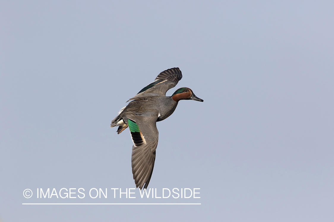 Green-winged Teal in flight.