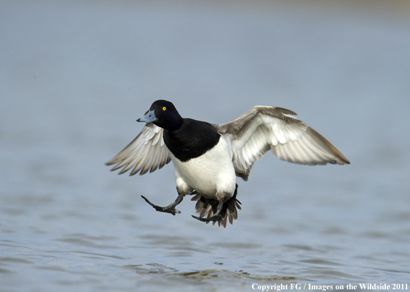 Lesser Scaup landing on water. 