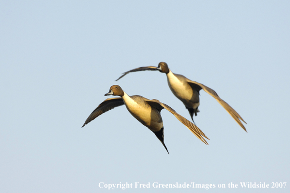 Pintail ducks