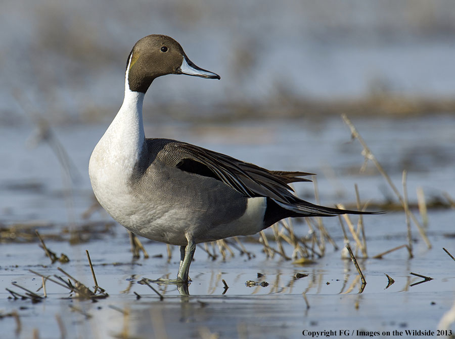 Pintail in habitat. 