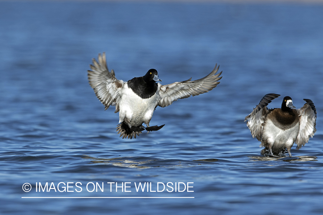 Greater Scaup in flight.