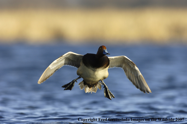 Redhead duck