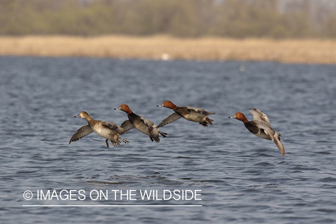 Redhead ducks in flight.