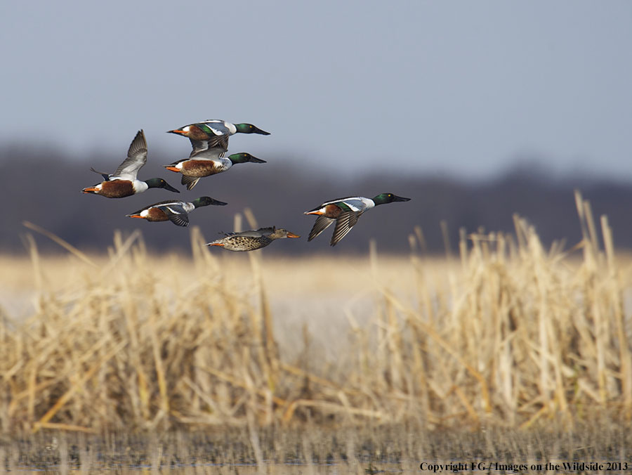 Shoveler ducks in flight.