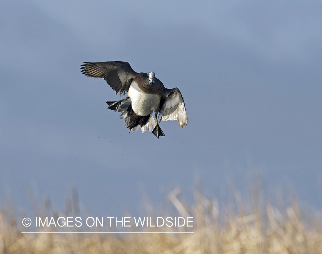 Wigeon duck in flight.