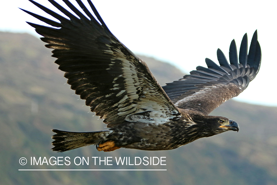 Bald Eagle (immature).