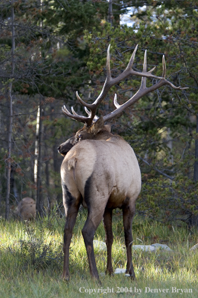 Rocky Mountain bull elk in habitat.