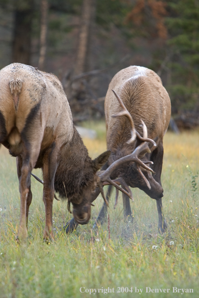 Rocky Mountain bull elk fighting.