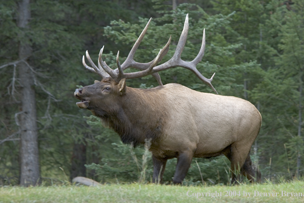 Rocky Mountain bull elk bugling.