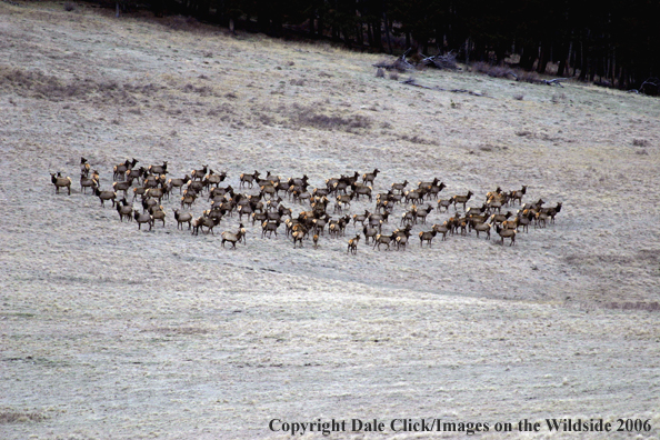 Rocky Mountian Elk Herd