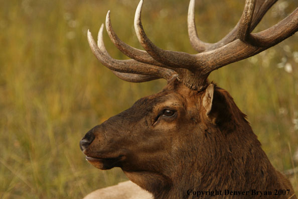 Rocky Mountain Elk bedded down