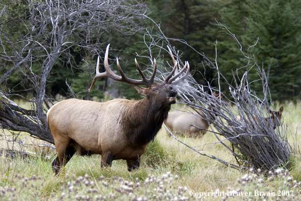 Rocky Mountain Elk bugling