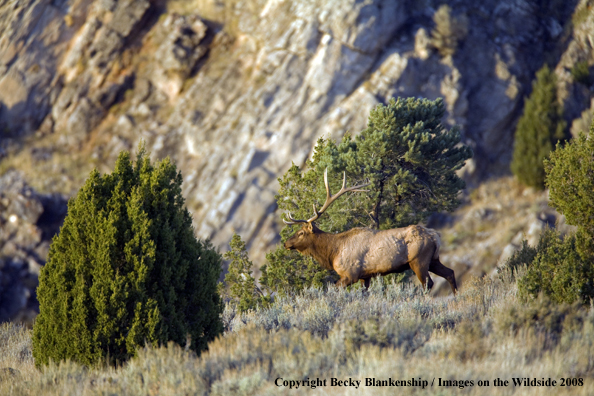 Rocky Mountain Elk