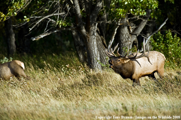 Bull Elk in field